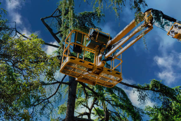 How Our Tree Care Process Works  in Cayuga Heights, NY